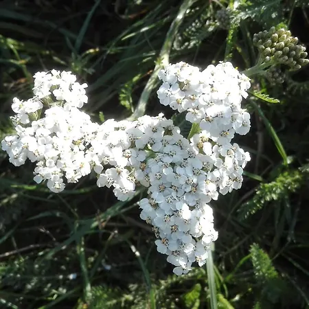 7 Person In Bredebro-by Traum Ballum