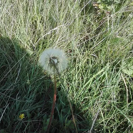 7 Person In Bredebro-by Traum Ferienhaus Ballum